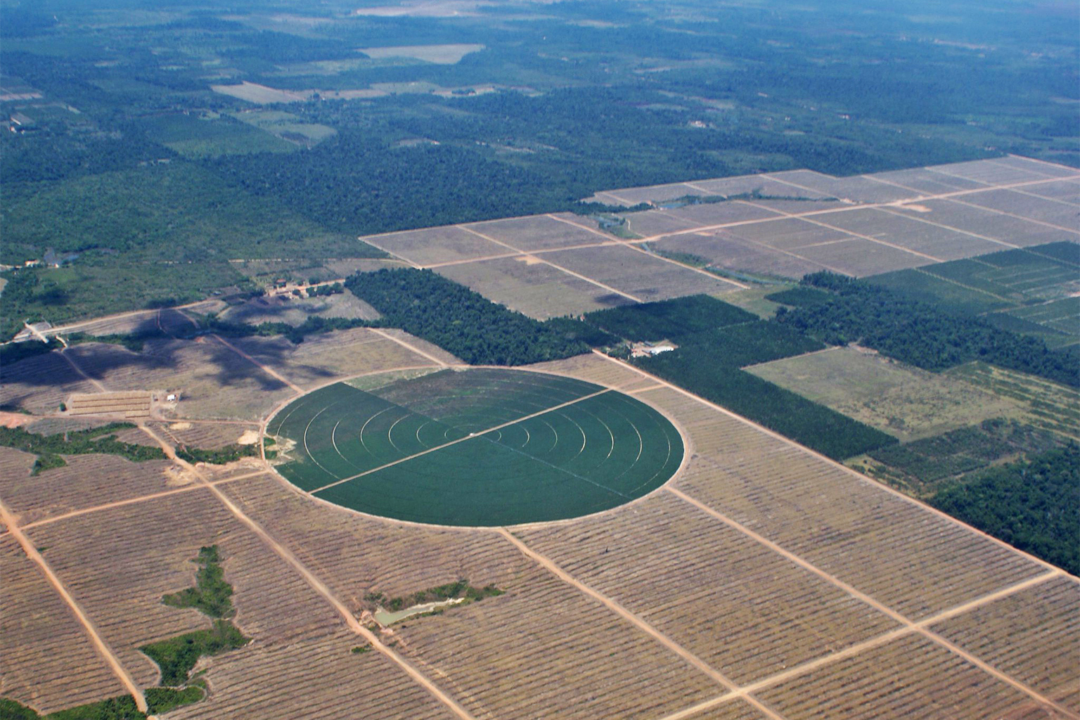 Oil palm plantations - aerial image.