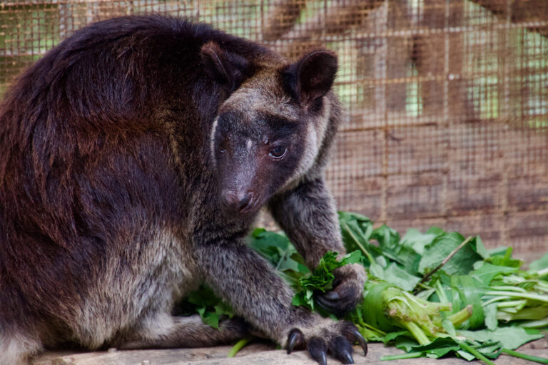 A tenkile (Dendrolagus scottae)