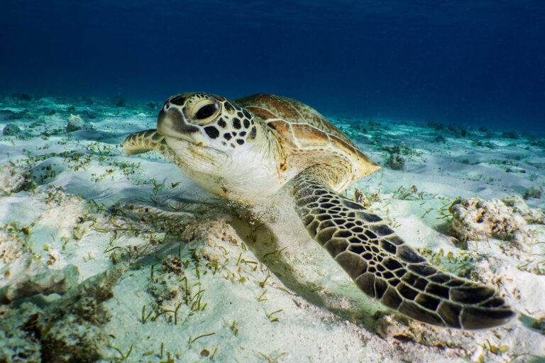 A green turtle swimming in the waters of New Caledonia.