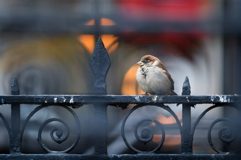 A house sparrow (Passer domesticus) perched on a black metal fence in the city. Photo by Ray Hennessy on Unsplash.