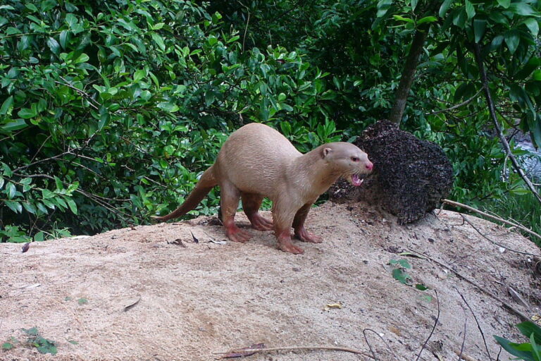 Smooth-coated otter