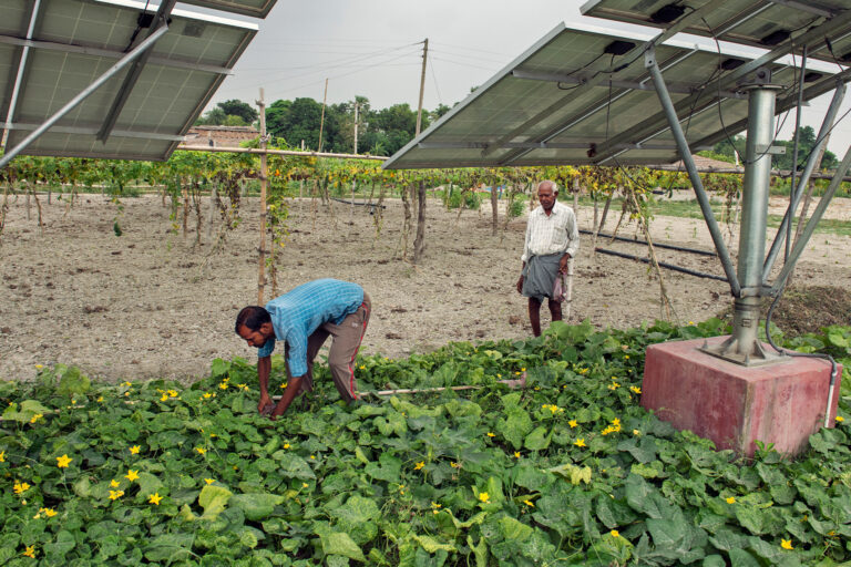 Farmers in Bihar, India, growing crops amidst solar panels.