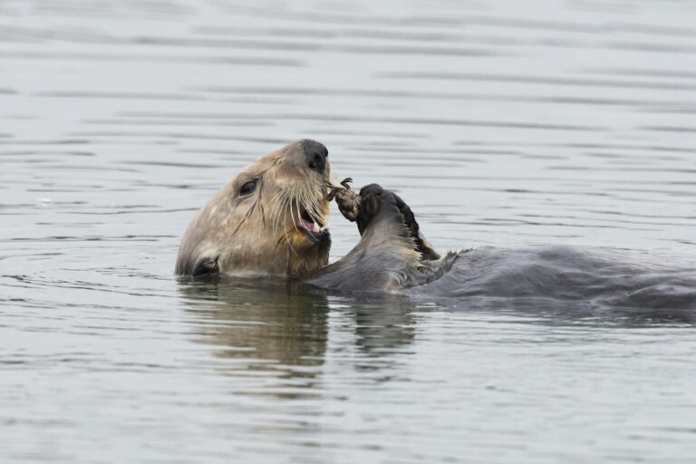 Sea otters eating clams in California.