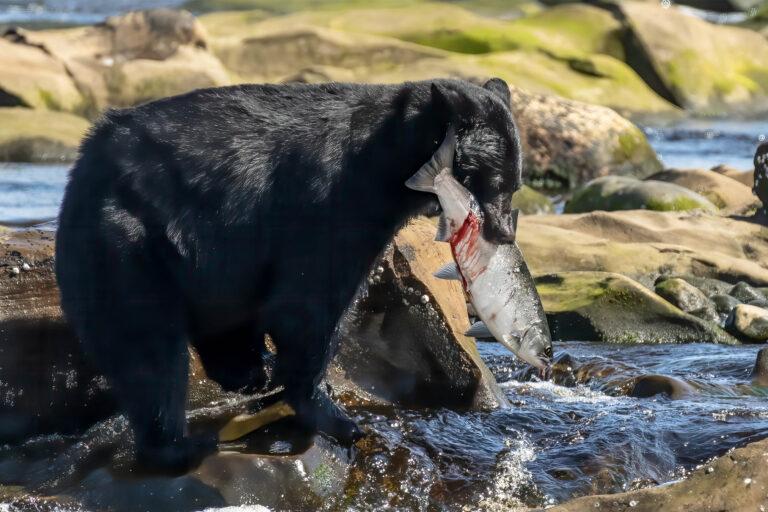 A bear with its salmon catch.