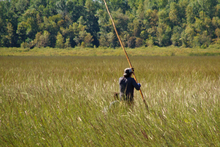 A harvester navigating the wild rice beds on the canoe.