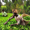 Tea pickers in Kenya.