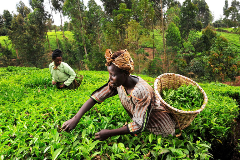 Tea pickers in Kenya.