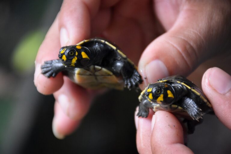 turtles Peru