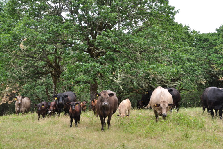 Cows in a farm with trees.