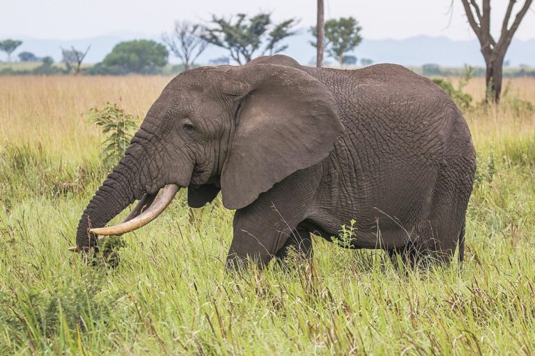 African savanna elephant (Loxodonta africana). Image by Charles J. Sharp via Wikimedia Commons.