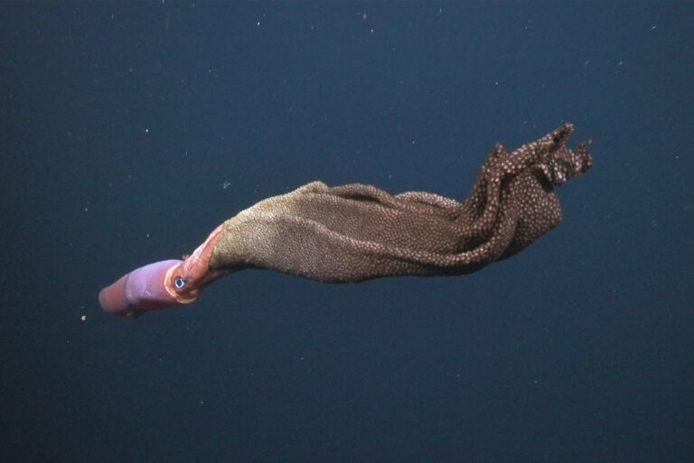 A brooding squid (Gonatus onyx) and her egg sack.