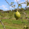 Citrus fruits affected by citrus greening disease, like this lemon, turn green. Image by Marlowe Starling for Mongabay.