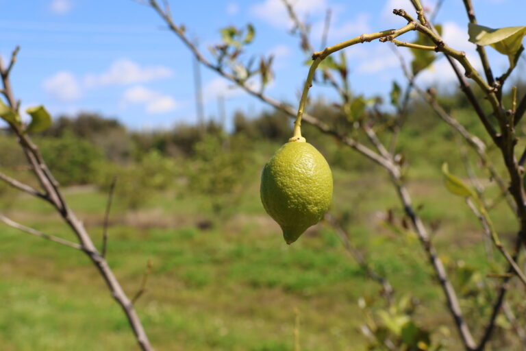 Citrus fruits affected by citrus greening disease, like this lemon, turn green. Image by Marlowe Starling for Mongabay.