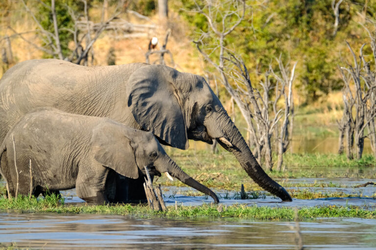Elephant and calf in Moremi National Park, Botswana. Image by serenea_tang via Flickr (CC BY-NC-ND 2.0)