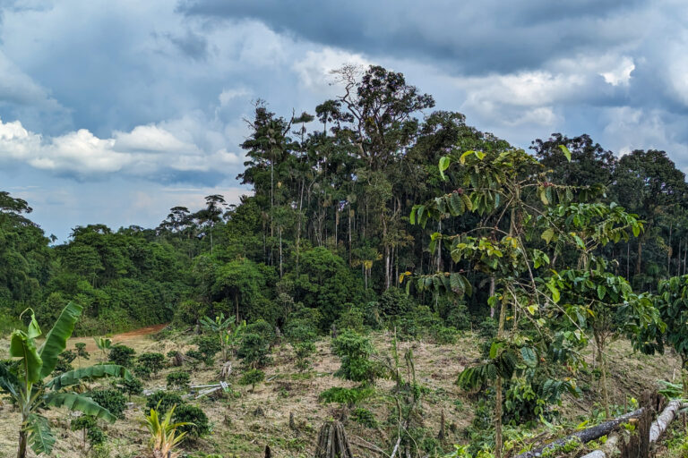 Deforestation in the Amazon in 2022. Photo by Rhett Ayers Butler / Mongabay