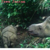 Male Javan rhino calf named Luther with his mother in 2020.
