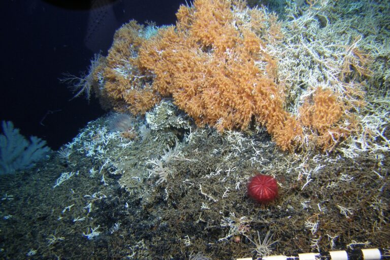 A recovering scleractinian coral reef on Hancock Seamount in the Northwestern Hawaiian Ridge, just inside U.S. waters. Research shows that seafloor ecosystems can undergo some recovery from the effects of bottom fishing if they are protected for 30 to 40 years afterwards. Image courtesy of A. Baco-Taylor and E. B. Roark, National Science Foundation, with Hawaii Undersea Research Laboratory pilots T. Kerby and M. Cremer.