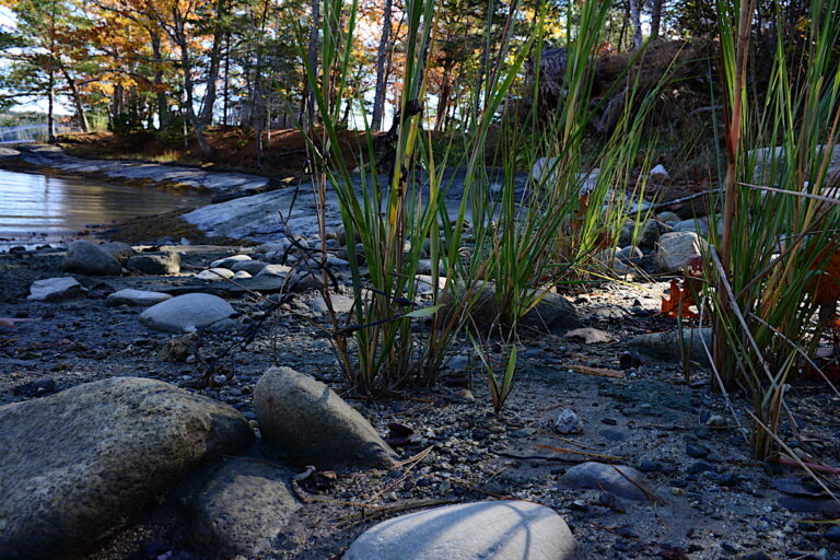 Salt tolerant plants are part of a 'living shorelines' project on the Blue Hill Peninsula in Maine. Image by Erik Hoffner for Mongabay.