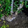 A fishing cat in mangroves.