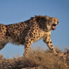 An Iranian cheetah.