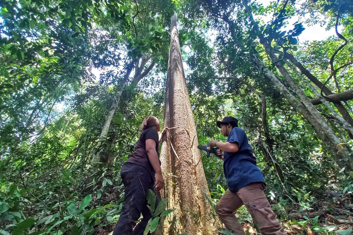 South Kalimantan's Walhi measures the trees on Mount Hauk, the sacred territory of the Dayak Pitap.