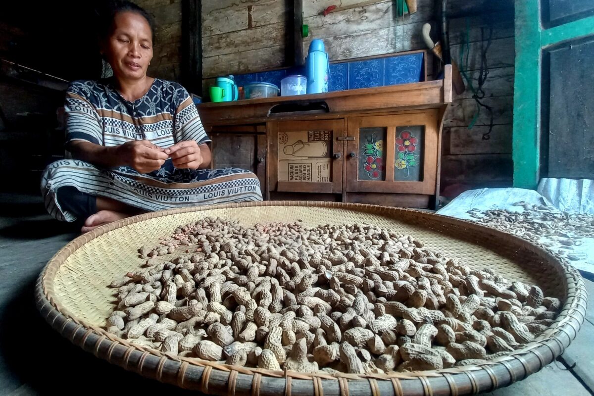 After cultivating rice, the Dayak Pitap Indigenous People communities plant other seasonal crops, such as peanuts. 