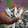 Baby bonga shad (Ethmalosa fimbriata).