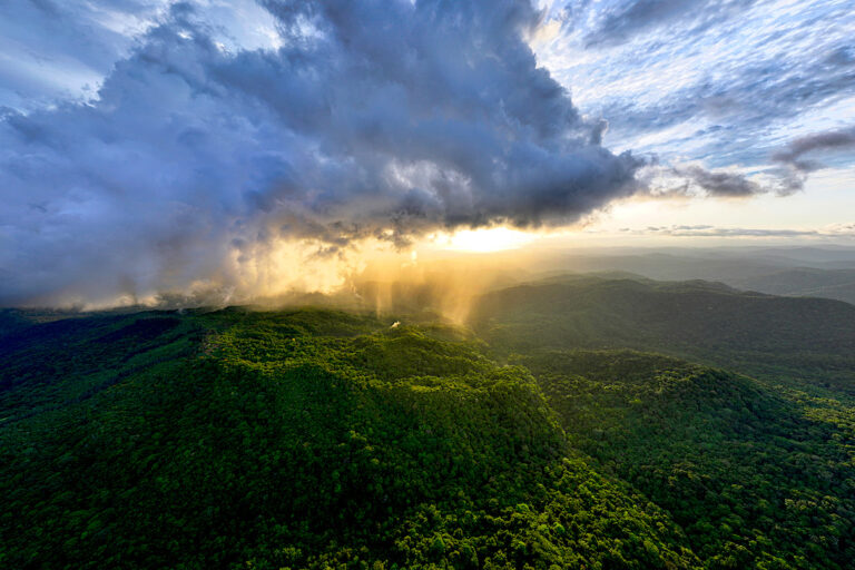 Tropical forest in Panama. Photo by Rhett A. Butler for Mongabay.