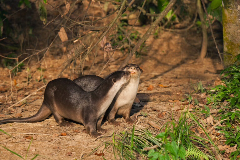 Smooth-coated otters in Borneo.