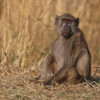 A chacma baboon in Zambia.