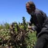 A middle-aged man in a dark gray shirt lifts an armload of water hyacinth. Image by Abd Almajed Alkarh for Mongabay.