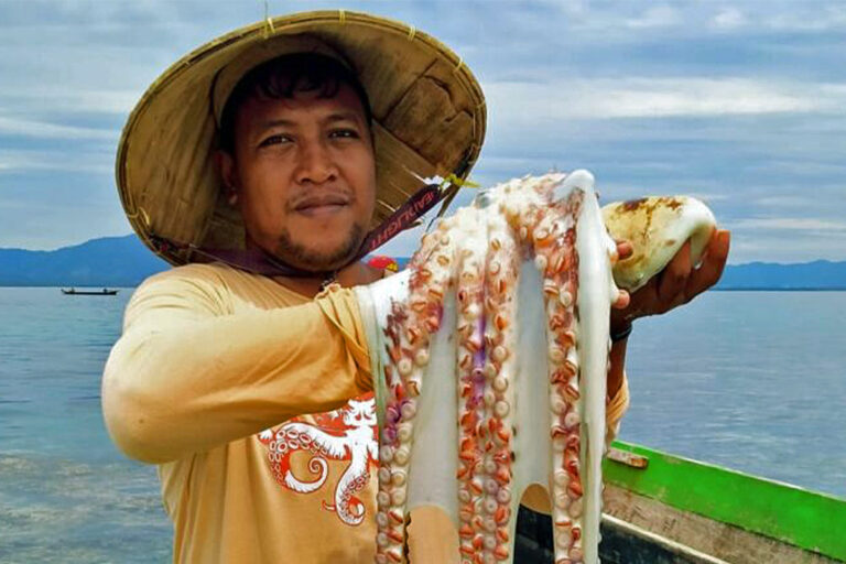 Torosiaje fisherman's octopus harvest.