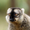 Common brown lemur