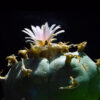 A peyote (Lophophora williamsii).