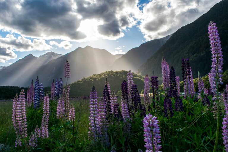 Lupine flowers in sunshine in Milford Sound, New Zealand. Image by Aneta Hartmannová via Unsplash.