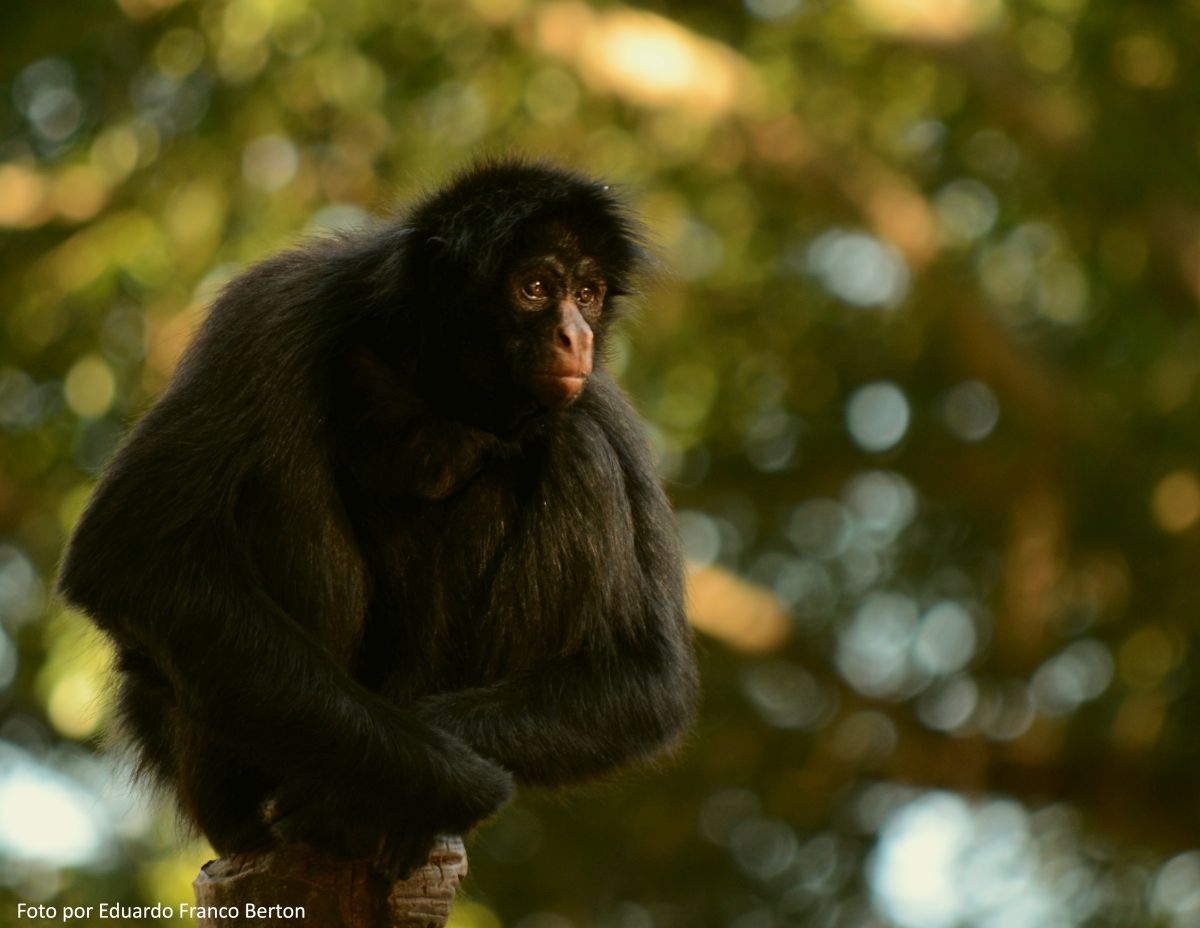 The Peruvian spider monkey (Ateles chamek) is one of the species that inhabits the region comprising Amboró National Park. Image by Eduardo Franco Berton.