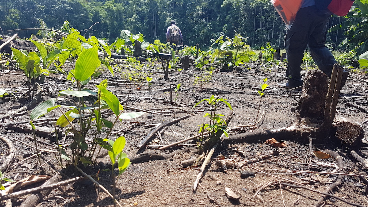 An illegal clearing in Amboró National Park found in 2020 by a joint Mongabay/El Deber reporting team. Image by El Deber/Mongabay Latam.