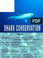 Shark Conservation