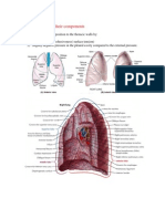 Lung Anatomy