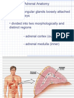 Adrenal Anatomy 101