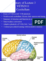 Cerebellum