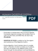 Human Digestive System