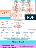 40.43.function of Endocrine - Pptx?target