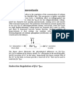 Calcium Homeostasis: Endocrine Regulation of (Ca)