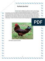 The Rhode Island Red Breed