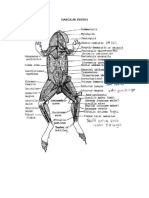 Frog Muscular and Digestive System