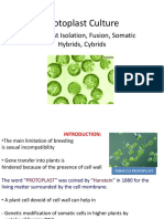 Protoplast Culture