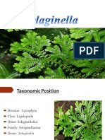 Sellaginella Morphology