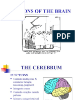 Regions of The Brain