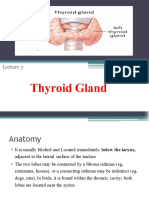 Thyroid Gland 2021